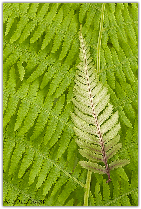Fern on Fern