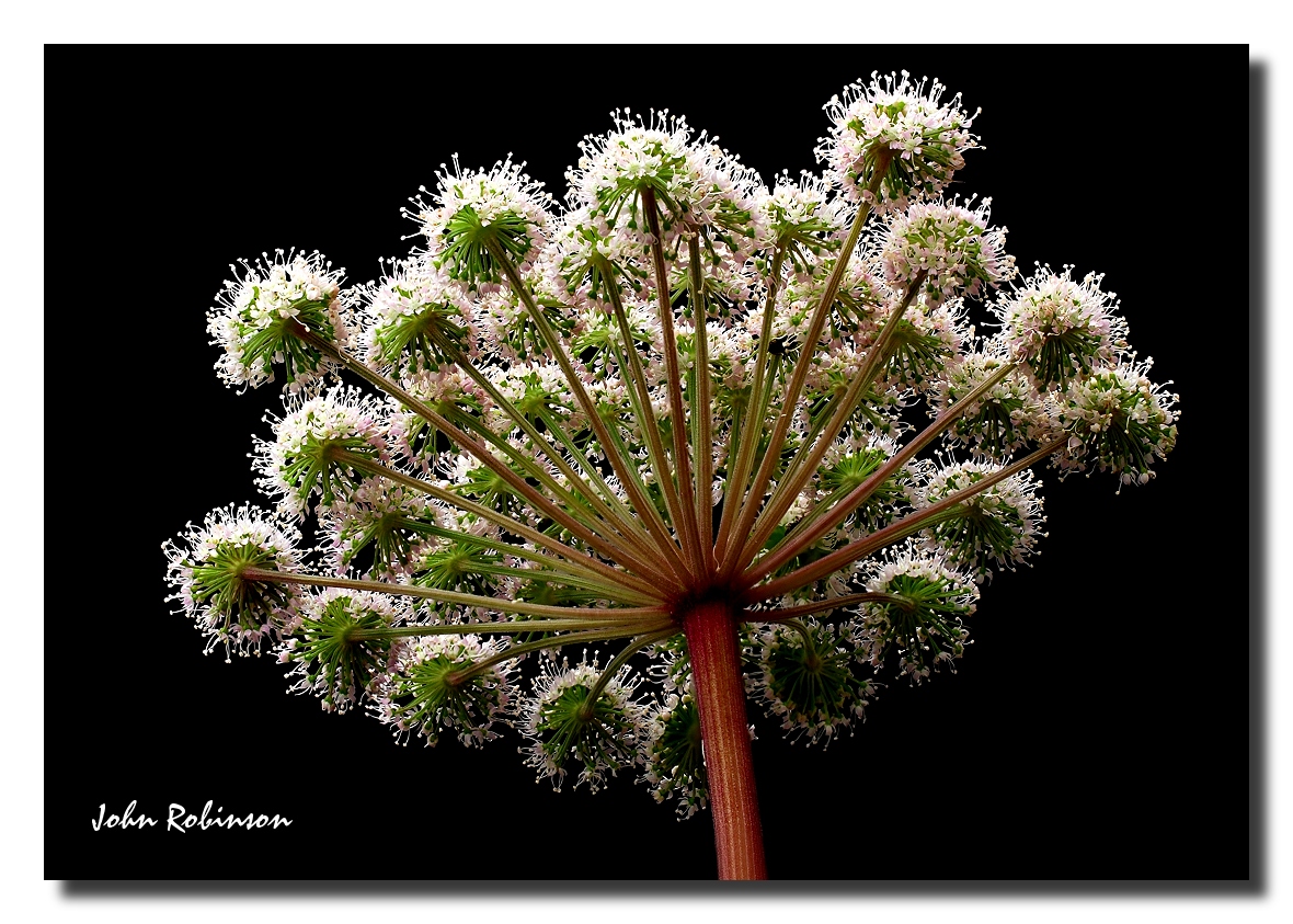 Hogweed