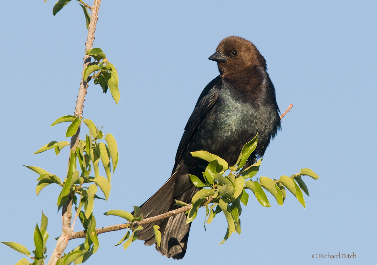 Brown-headed Cowbird