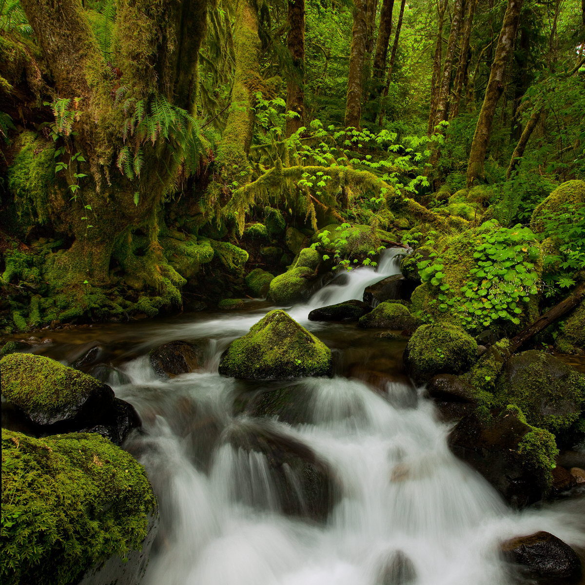 Ruckel Creek