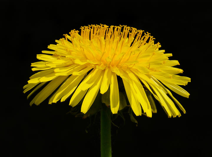 Lowly Dandelion