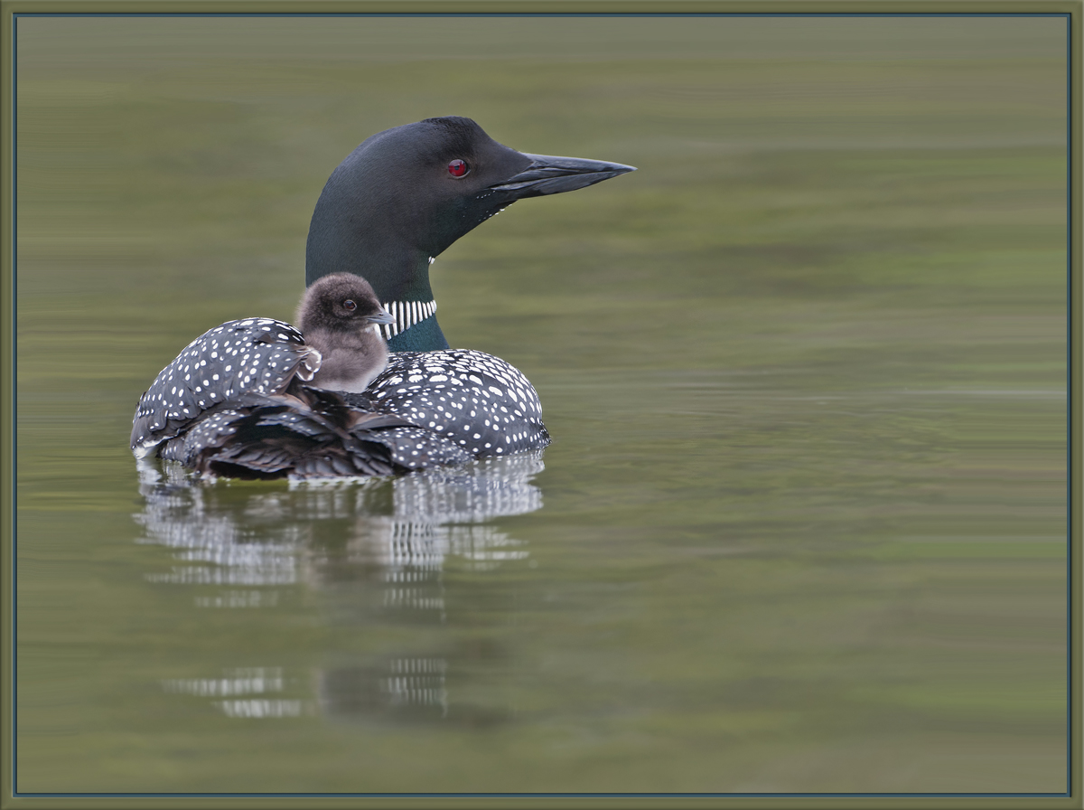Loon Lake + re-post