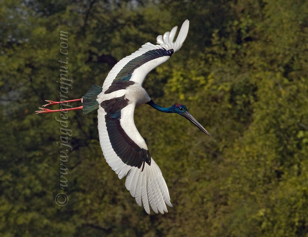 Blacknecked Stork