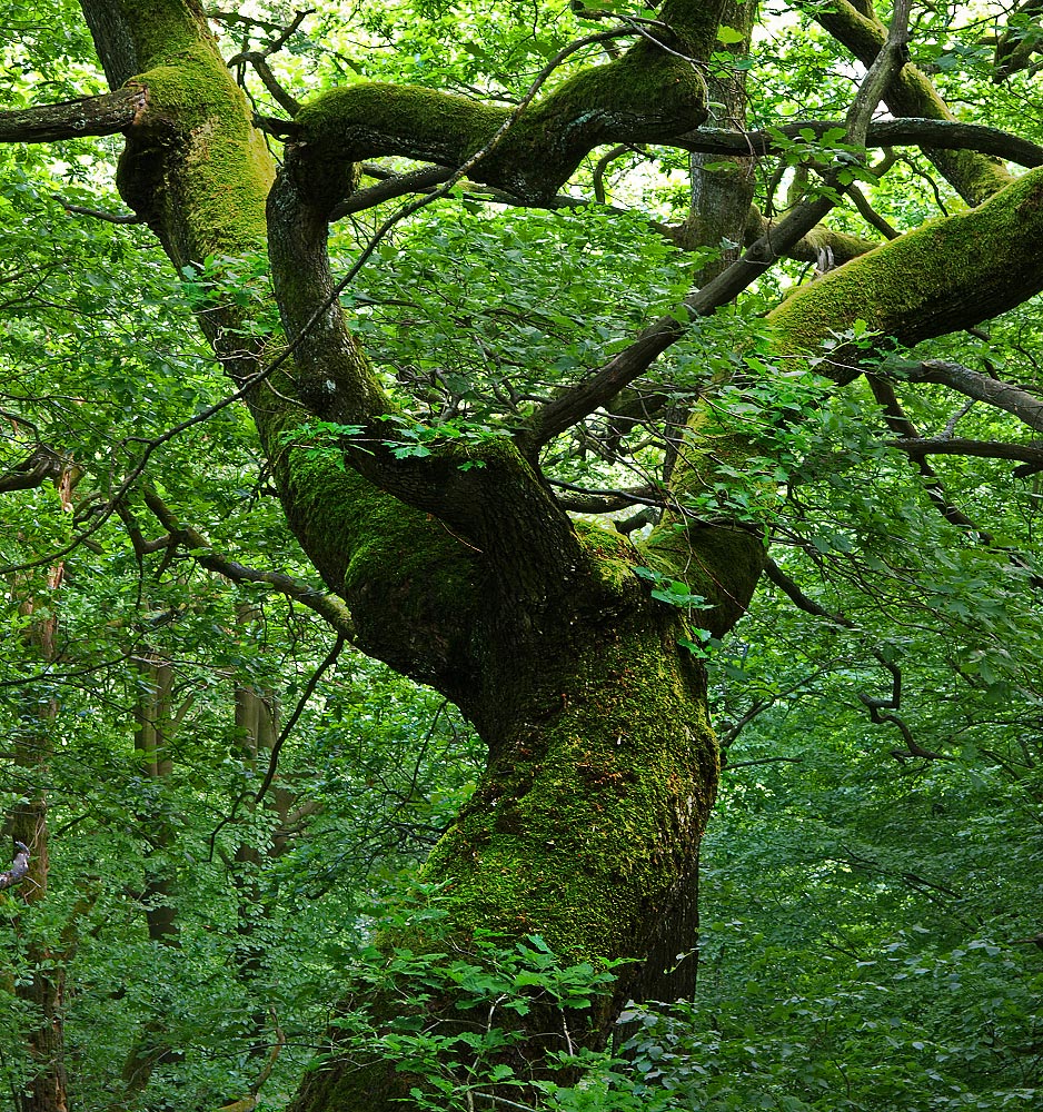 In the Woods