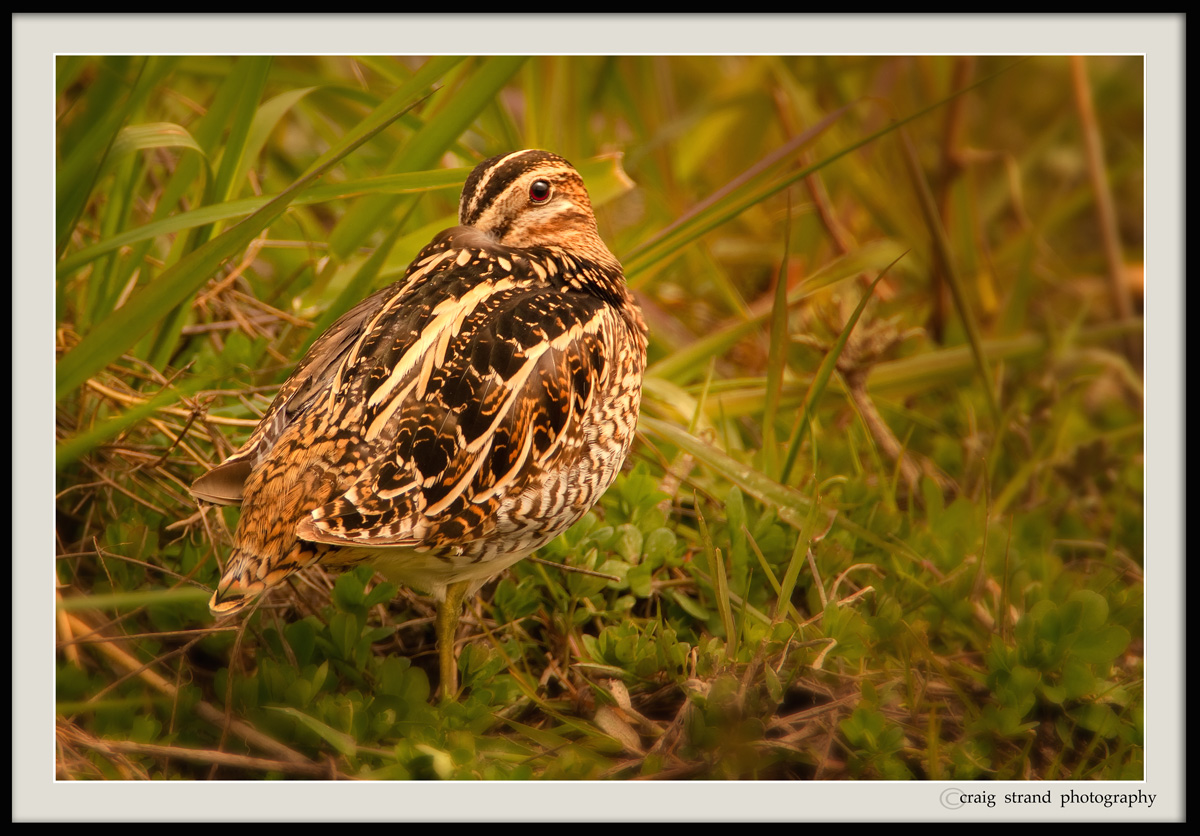 Wilson's Snipe
