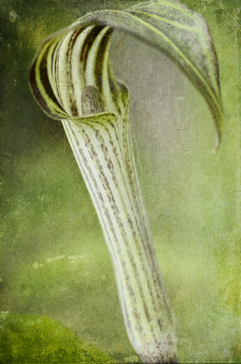 Jack-In-The-Pulpit