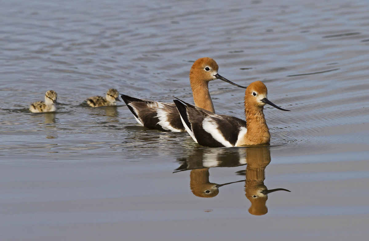 Avocets