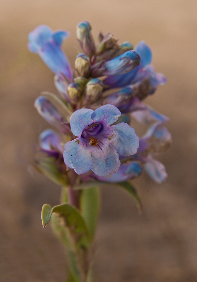 Narrowleaf Penstemon