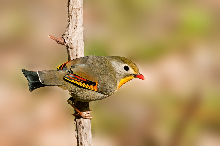 Red-Billed Leiothrix