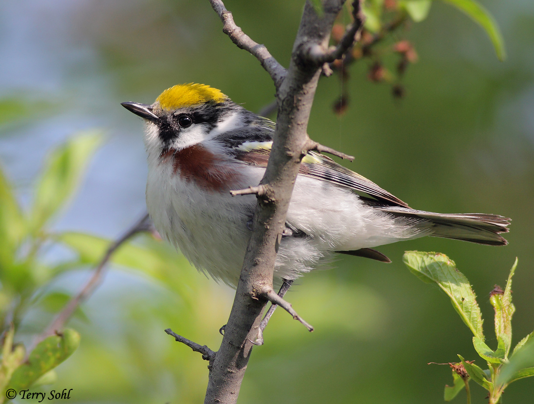 Chestnut-sided Warbler