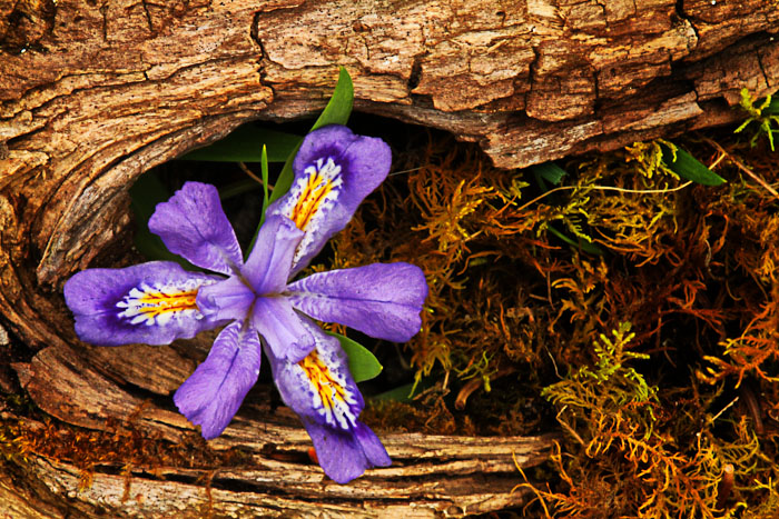 Dwarf Iris + Repost