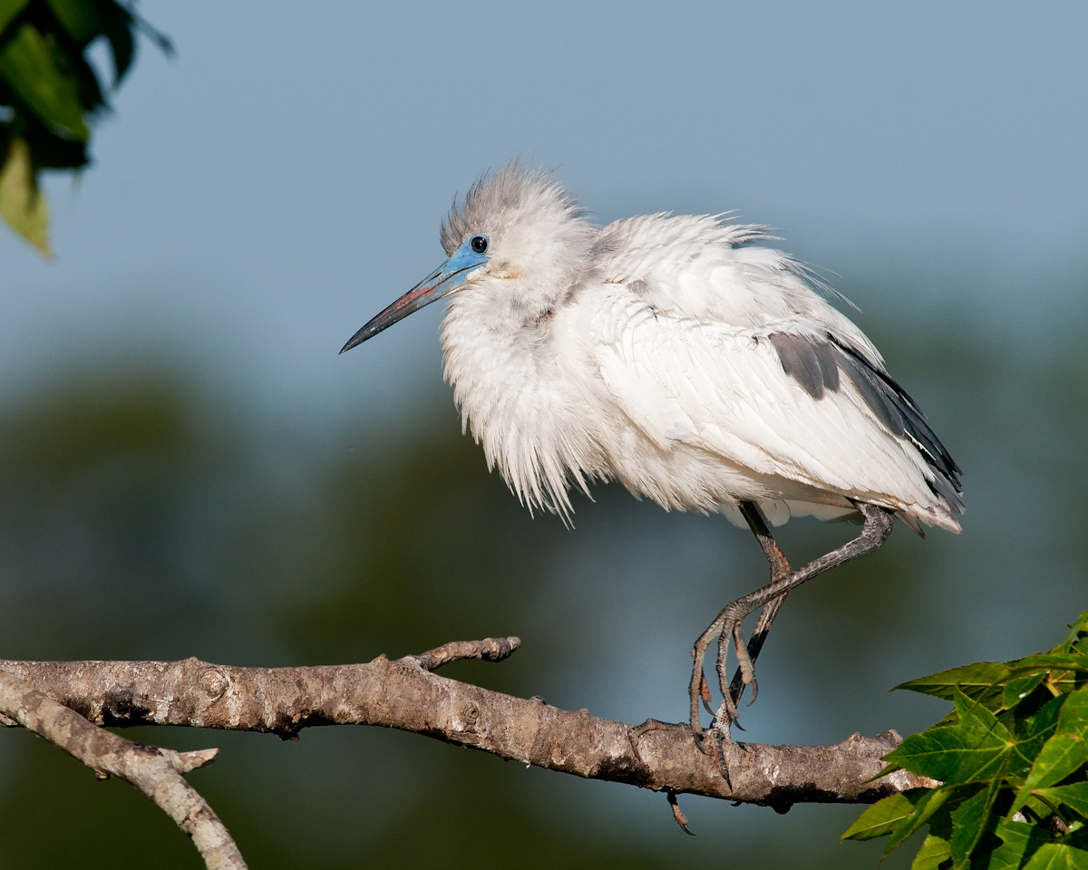 Little Blue Heron