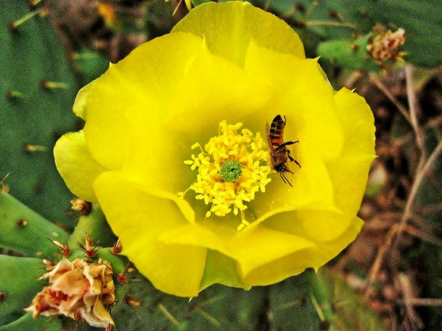 Golden Cactus Flower
