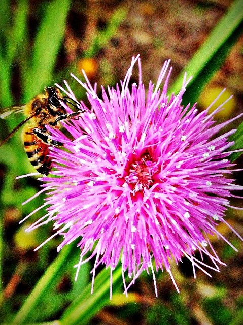 WildThistle: A Portrait