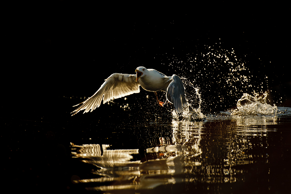 Just a gull