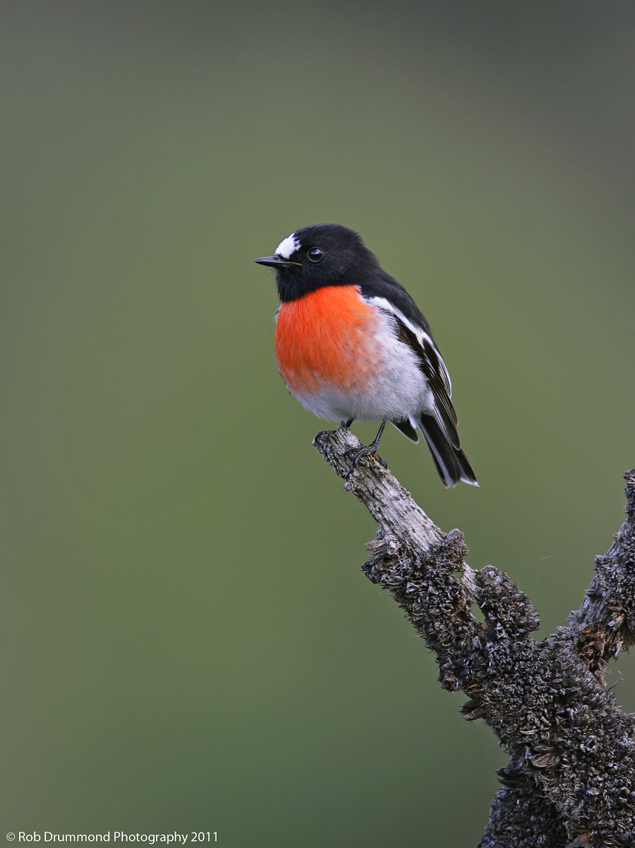 Scarlet Robin #2