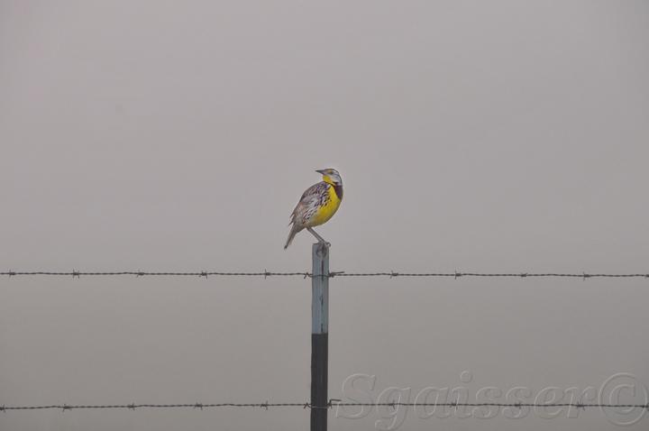 Misty Yellowhammer 