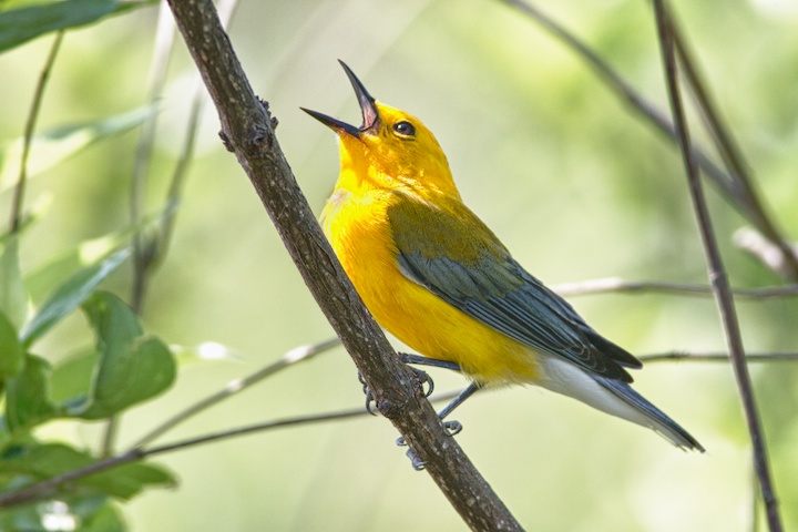 Prothonotary Warbler