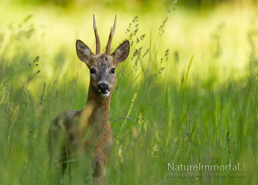 Buck grass