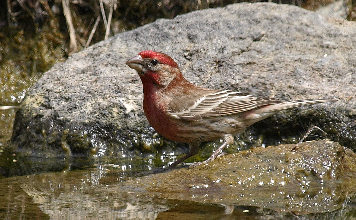 House Finch, male 