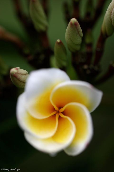 frangipani + reposts