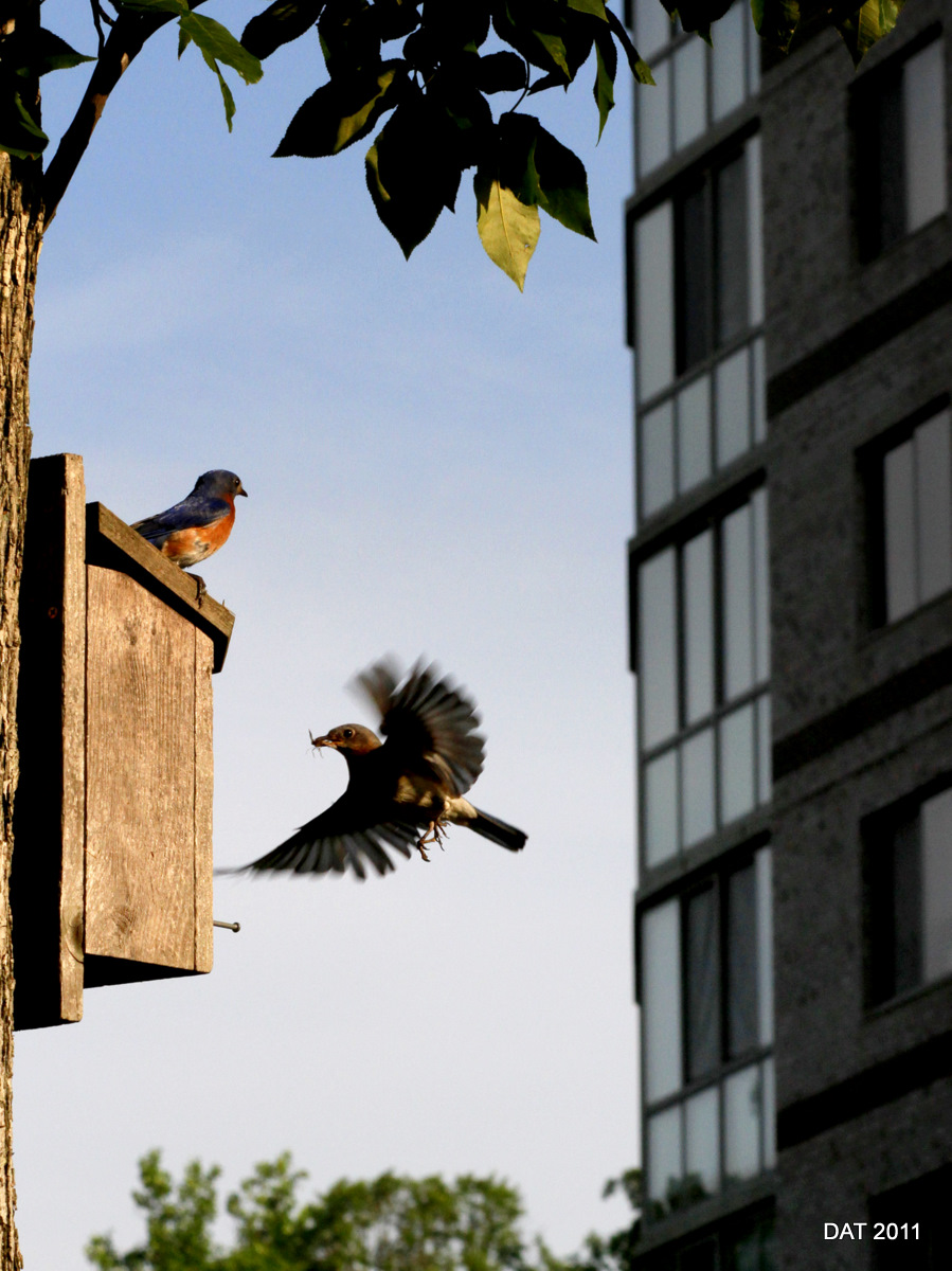 Bluebird Pair #2