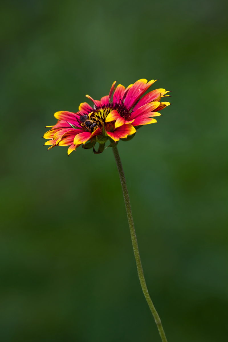 Gazania (?)