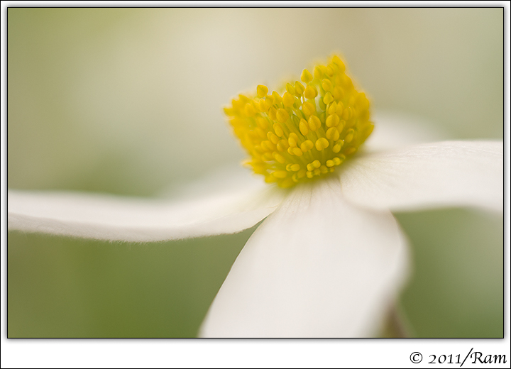 Snowdrop Anemone