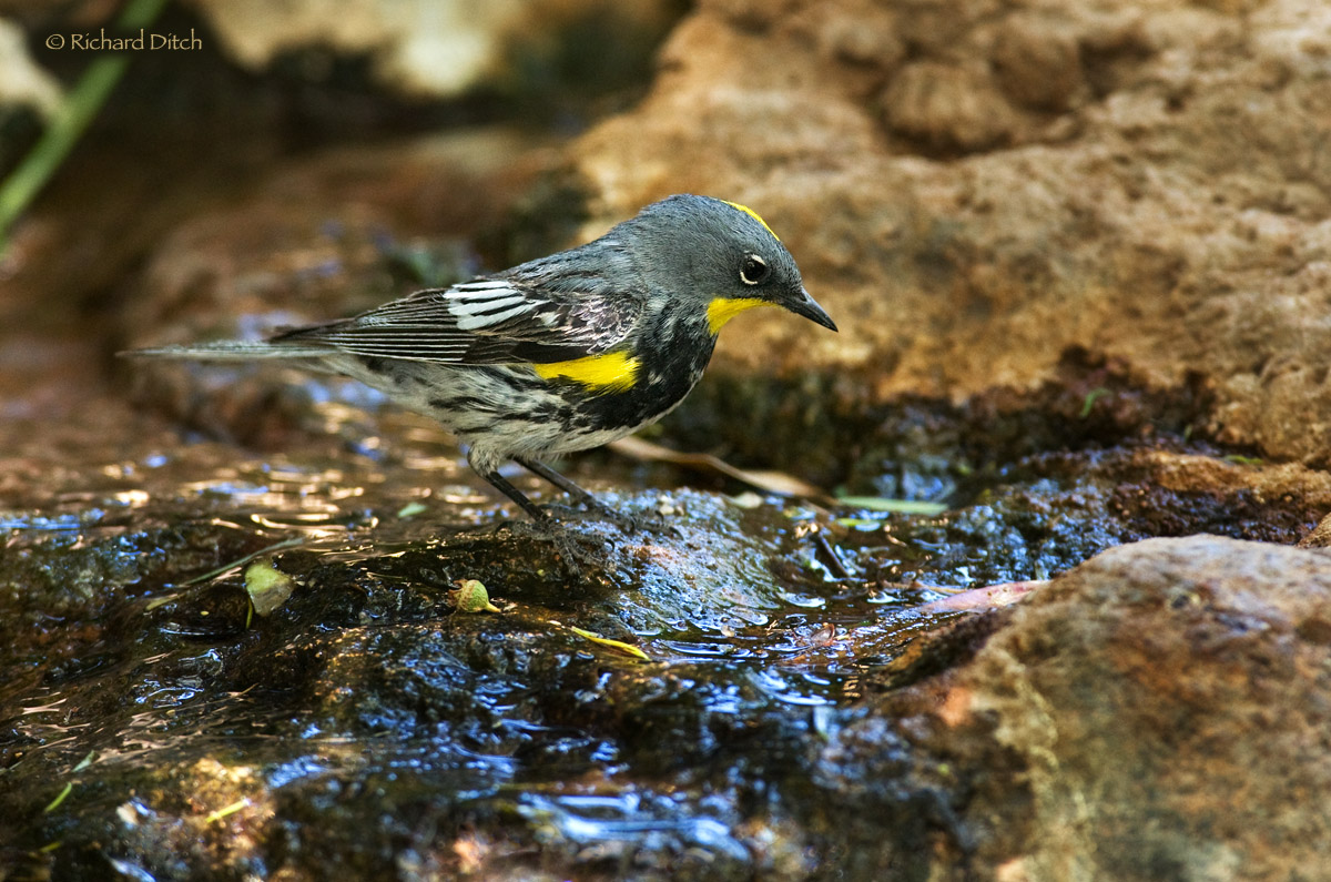 Audubon's Warbler