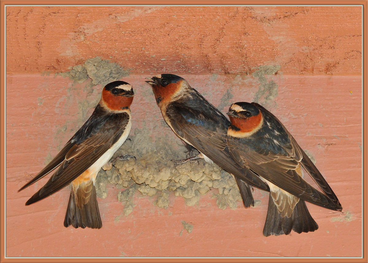 Nest Building