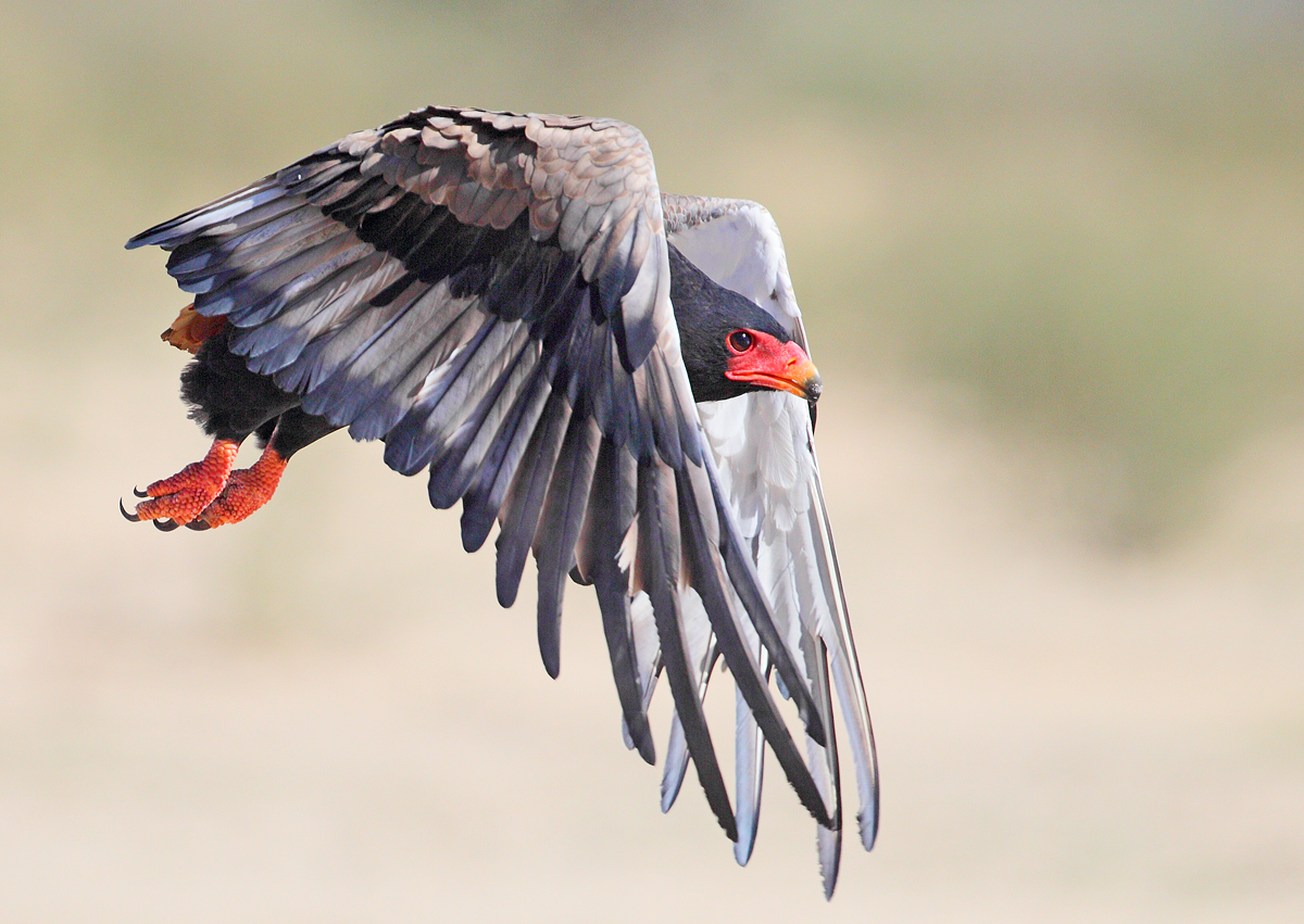 Bateleur flyby
