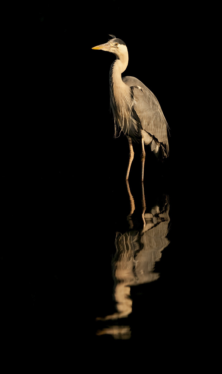 Grey Heron