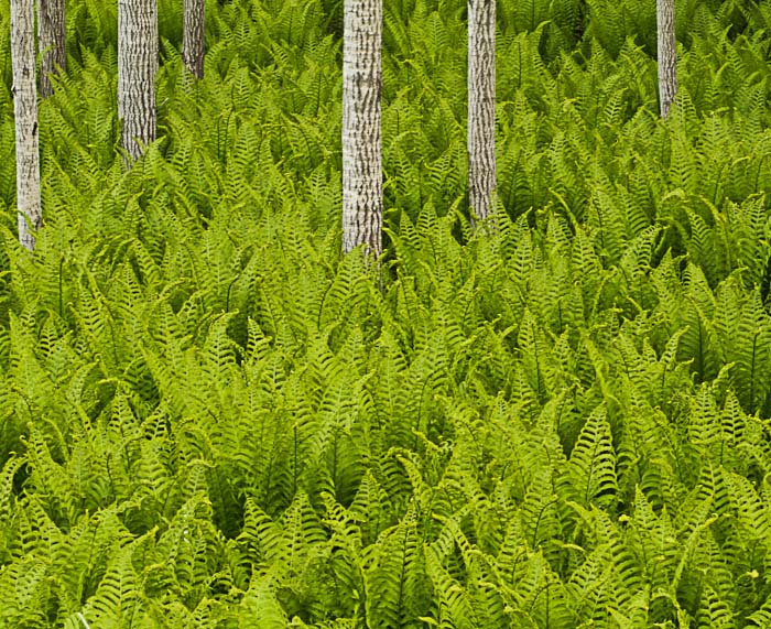 Ferns