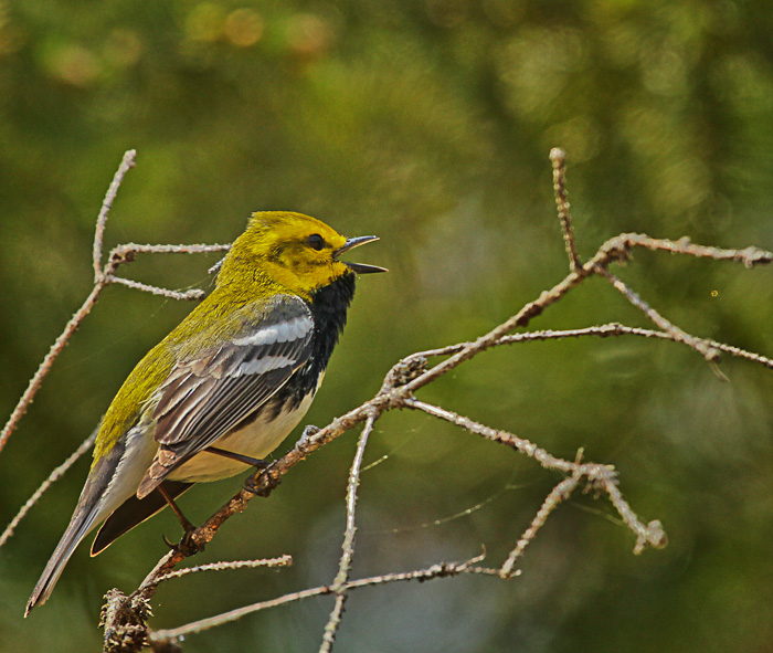 Black throated green wrb