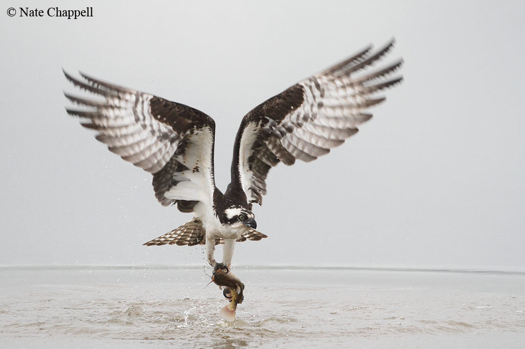Osprey taking Catfish