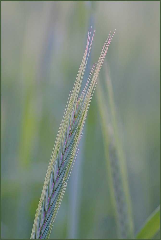 Making Hay