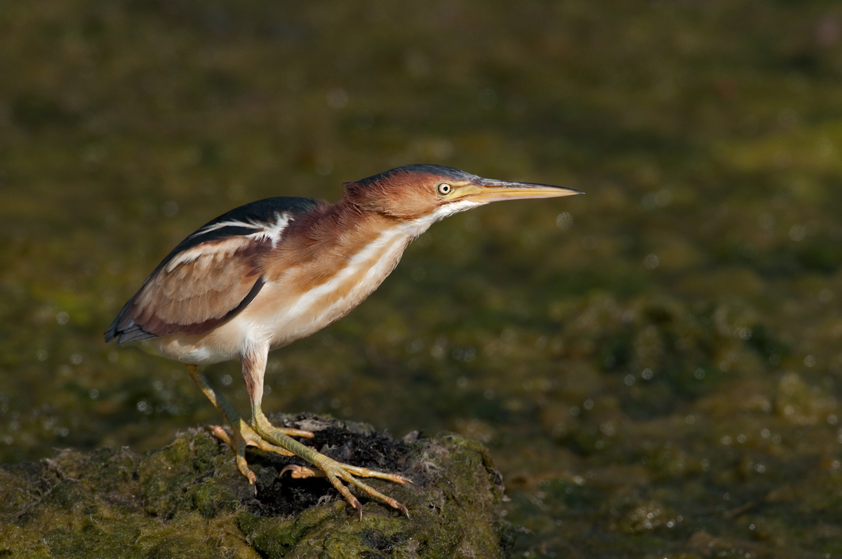 Least Bittern