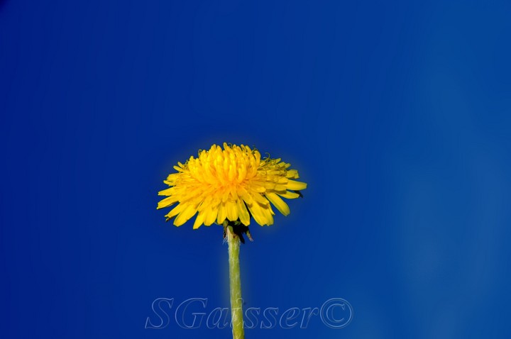 Dandelion Blue