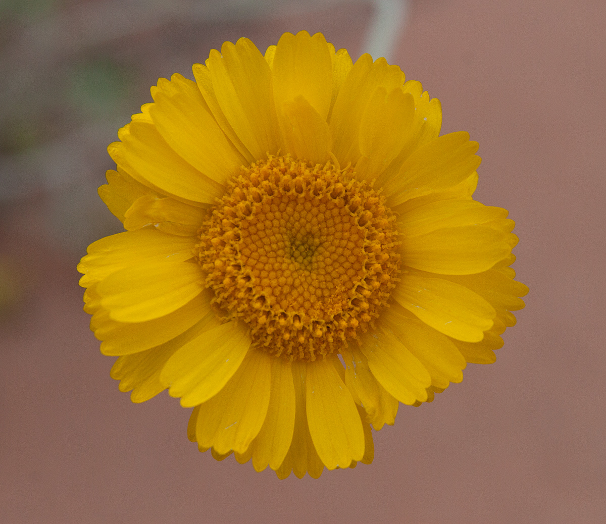 Wildflower