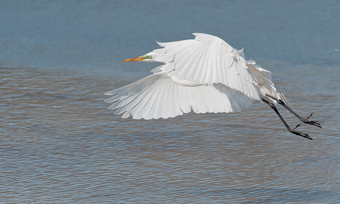 Great Egret