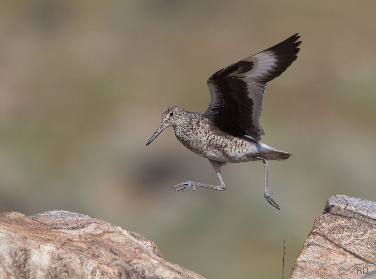 Willet