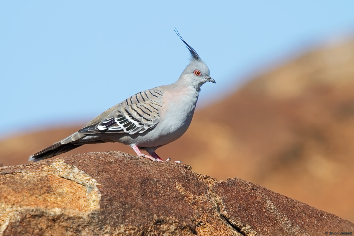 Crested Pigeon