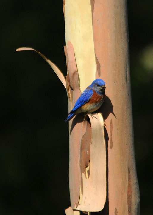 Western Bluebird 