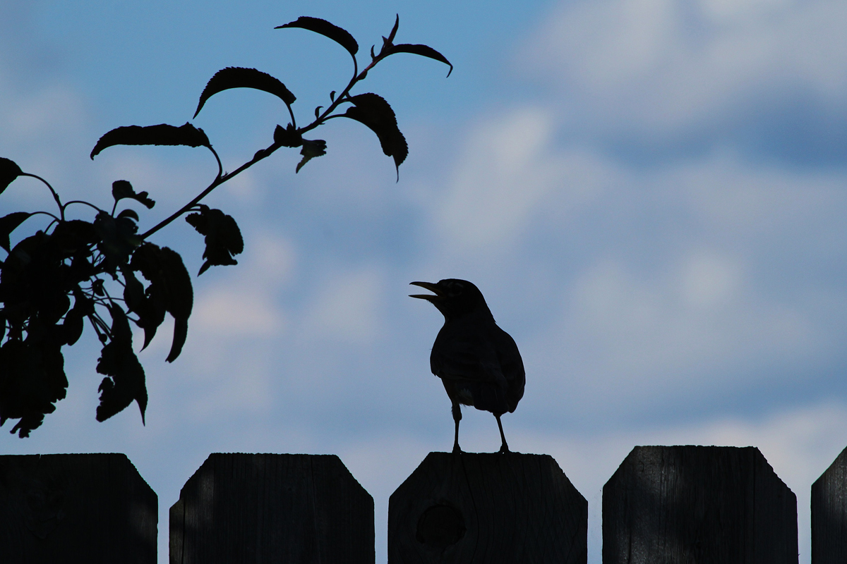 Robin guard