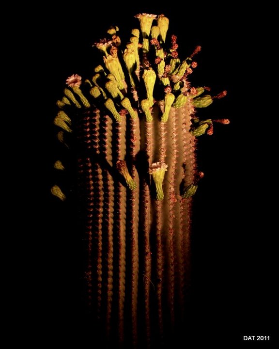 WC485, Saguaro Thumbs