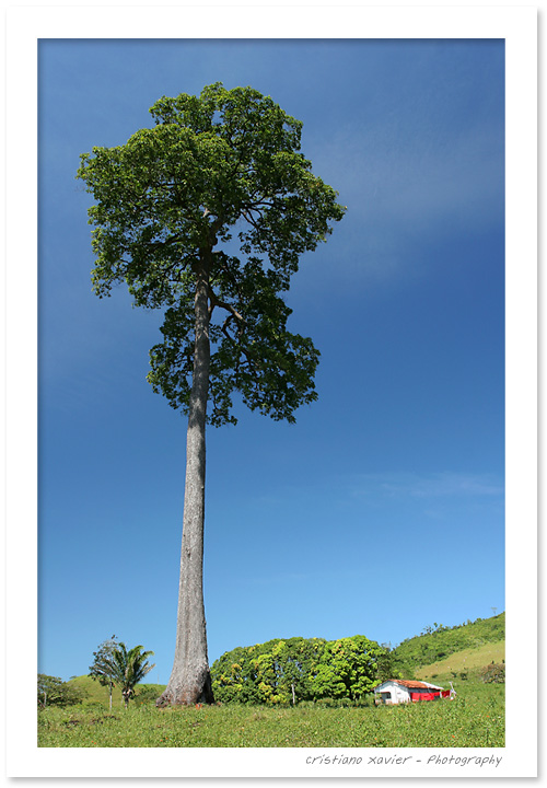 Brazilian Sequoia
