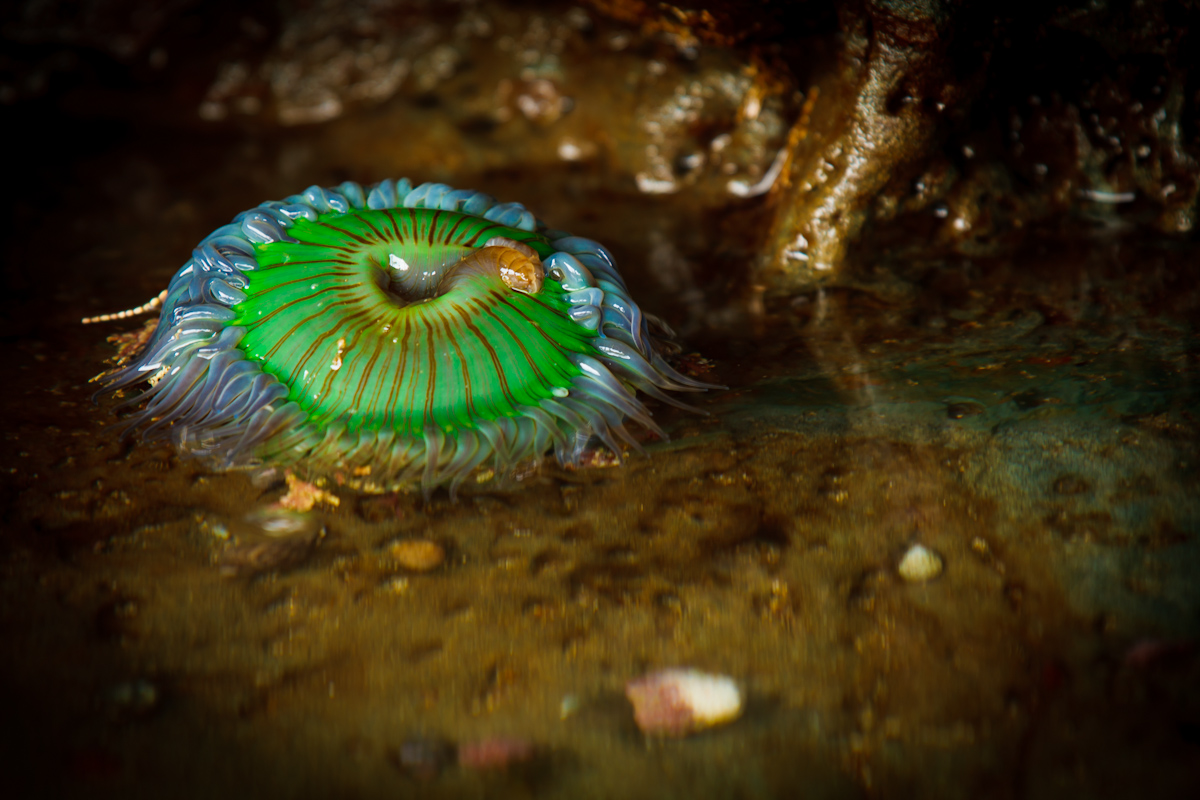 Low Tide Anemone