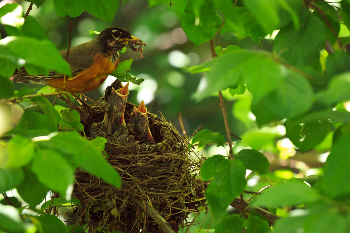 Baby Robins Feeding