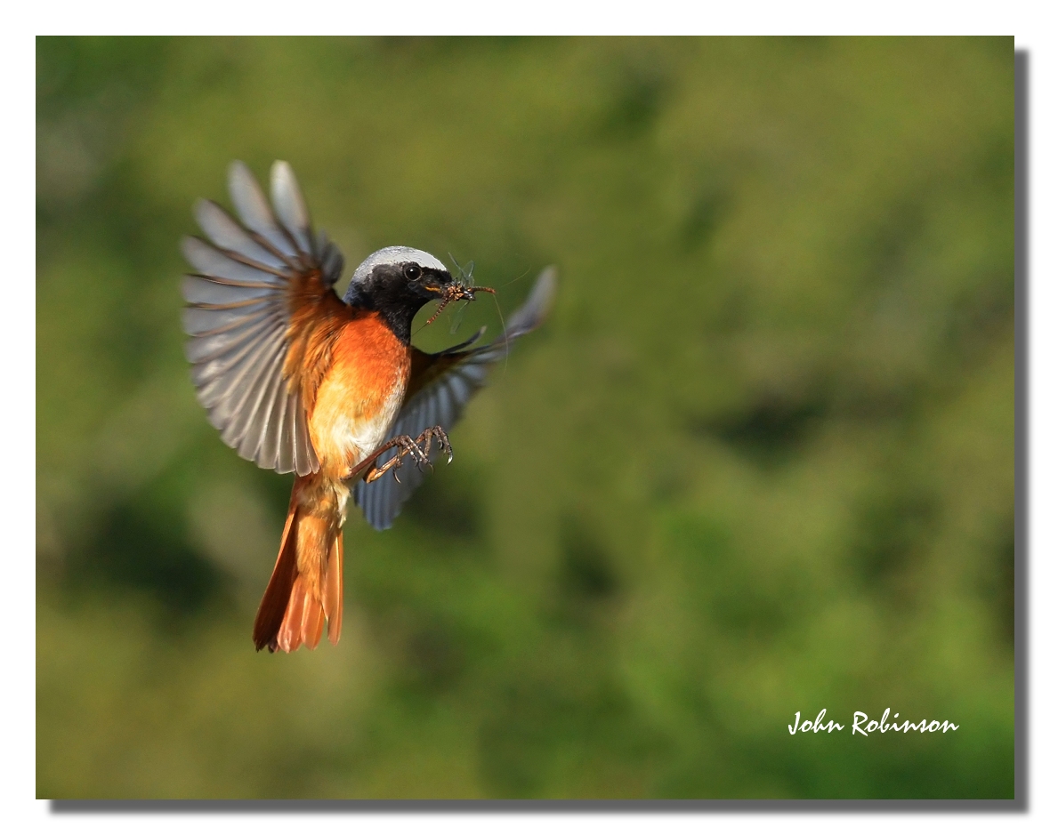Restart Flight Shot