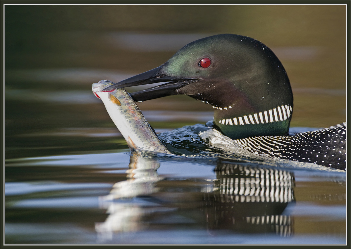 Evening Catch 